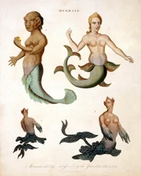Sirena, de la Enciclopedia Londinensis, 1817